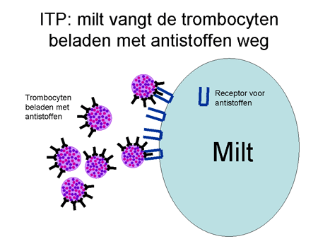 Immuun trombocytopenische purpura (ITP) dia 12