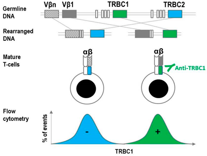 TCRB1 Immunofenotypering